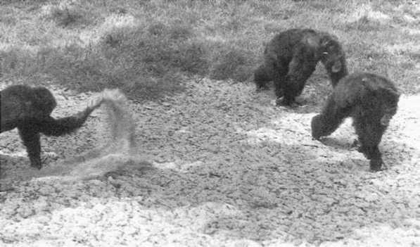 Иллюстрация к книге — Политика у шимпанзе. Власть и секс у приматов [i_085.jpg]