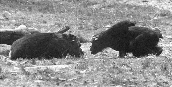 Иллюстрация к книге — Политика у шимпанзе. Власть и секс у приматов [i_087.jpg]