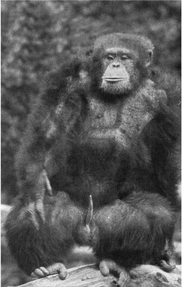 Иллюстрация к книге — Политика у шимпанзе. Власть и секс у приматов [i_088.jpg]