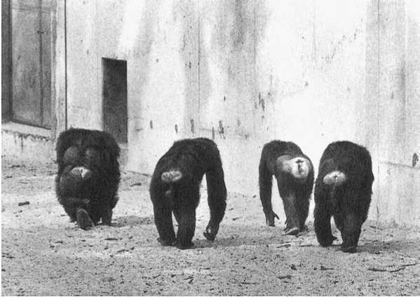 Иллюстрация к книге — Политика у шимпанзе. Власть и секс у приматов [i_090.jpg]