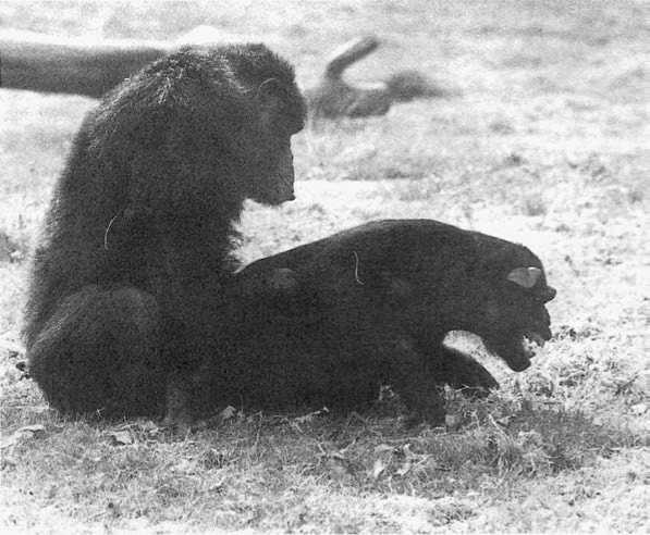 Иллюстрация к книге — Политика у шимпанзе. Власть и секс у приматов [i_092.jpg]