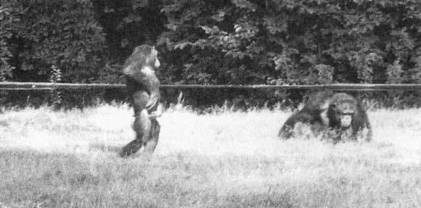 Иллюстрация к книге — Политика у шимпанзе. Власть и секс у приматов [i_094.jpg]