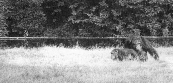 Иллюстрация к книге — Политика у шимпанзе. Власть и секс у приматов [i_095.jpg]