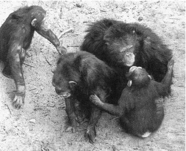 Иллюстрация к книге — Политика у шимпанзе. Власть и секс у приматов [i_096.jpg]