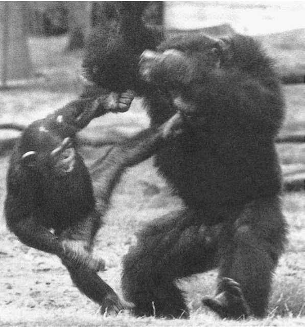 Иллюстрация к книге — Политика у шимпанзе. Власть и секс у приматов [i_098.jpg]