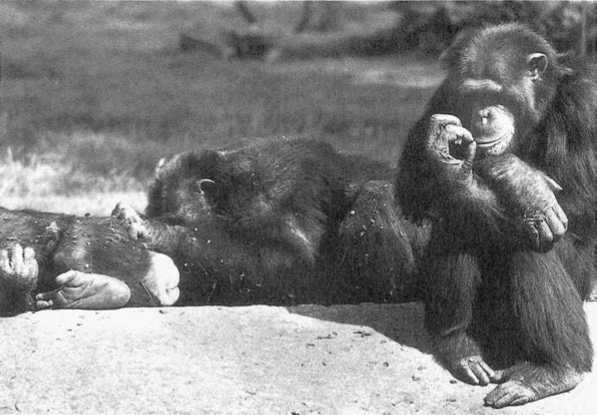 Иллюстрация к книге — Политика у шимпанзе. Власть и секс у приматов [i_100.jpg]