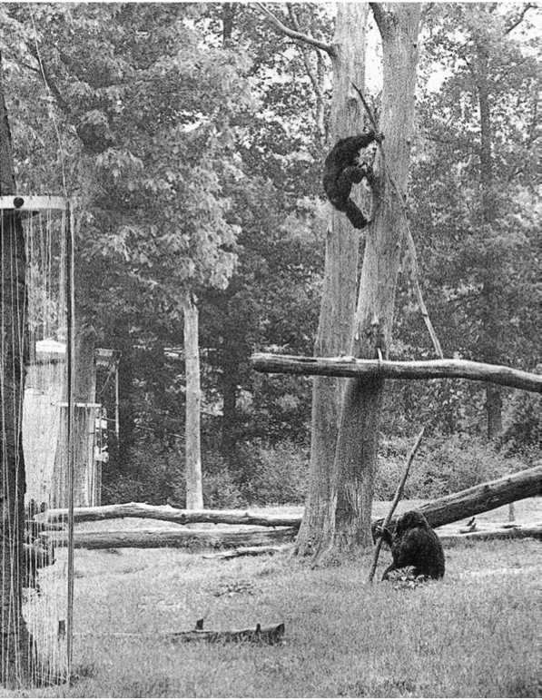 Иллюстрация к книге — Политика у шимпанзе. Власть и секс у приматов [i_110.jpg]