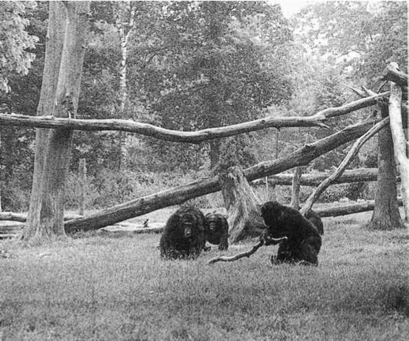 Иллюстрация к книге — Политика у шимпанзе. Власть и секс у приматов [i_111.jpg]