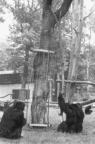 Иллюстрация к книге — Политика у шимпанзе. Власть и секс у приматов [i_113.jpg]