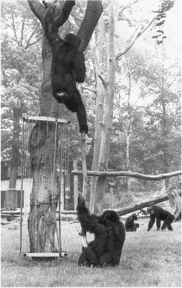 Иллюстрация к книге — Политика у шимпанзе. Власть и секс у приматов [i_114.jpg]