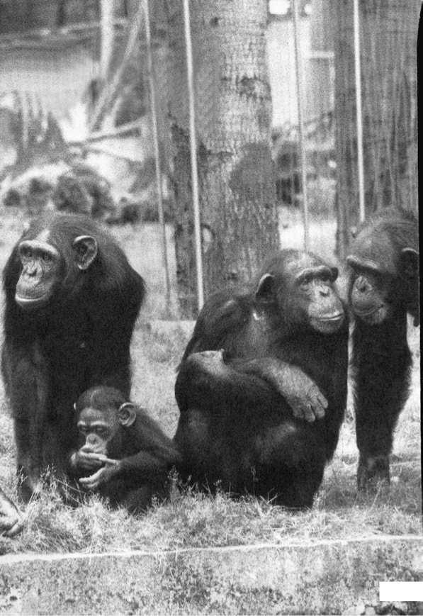 Иллюстрация к книге — Политика у шимпанзе. Власть и секс у приматов [i_115.jpg]