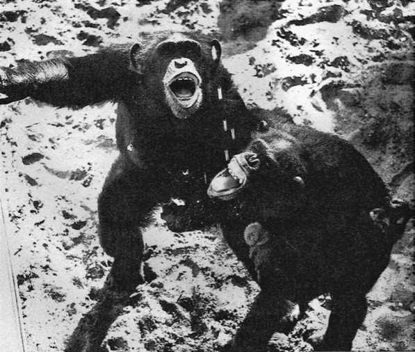 Иллюстрация к книге — Политика у шимпанзе. Власть и секс у приматов [i_116.jpg]