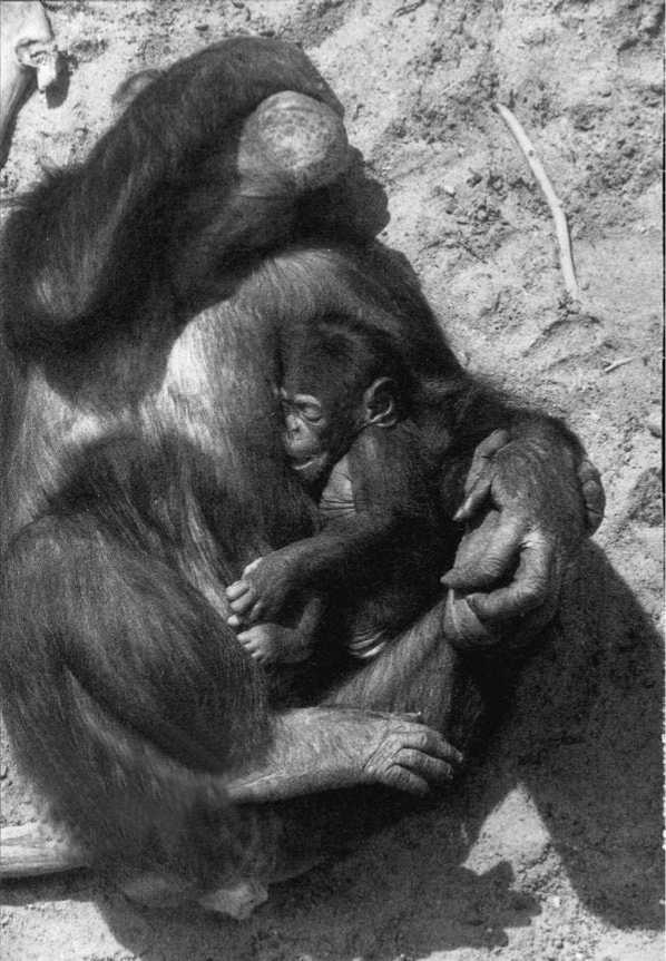 Иллюстрация к книге — Политика у шимпанзе. Власть и секс у приматов [i_117.jpg]