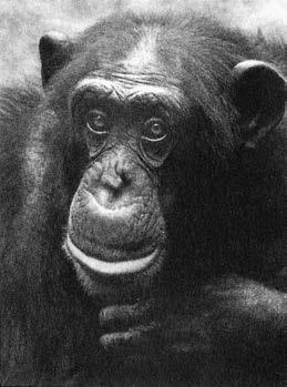 Иллюстрация к книге — Политика у шимпанзе. Власть и секс у приматов [i_119.jpg]