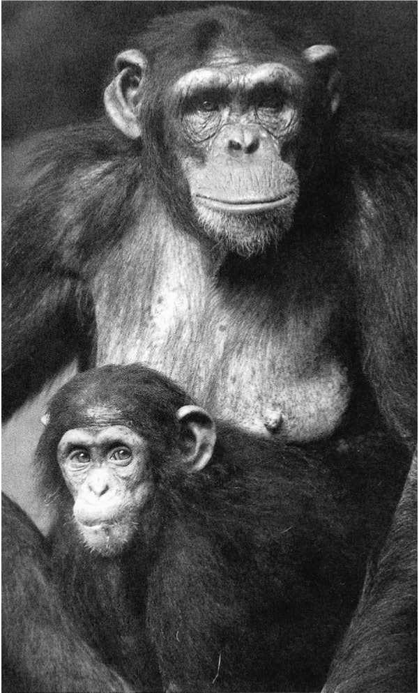 Иллюстрация к книге — Политика у шимпанзе. Власть и секс у приматов [i_120.jpg]