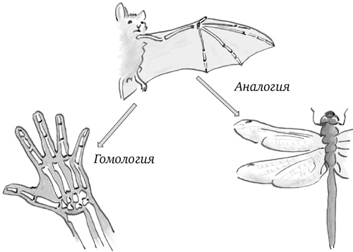 Иллюстрация к книге — Достаточно ли мы умны, чтобы судить об уме животных? [i_012.jpg]