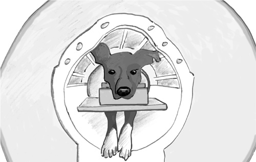 Иллюстрация к книге — Достаточно ли мы умны, чтобы судить об уме животных? [i_017.jpg]