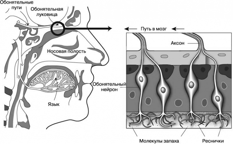 Иллюстрация к книге — Жизнь на грани. Ваша первая книга о квантовой биологии [i_016.jpg]