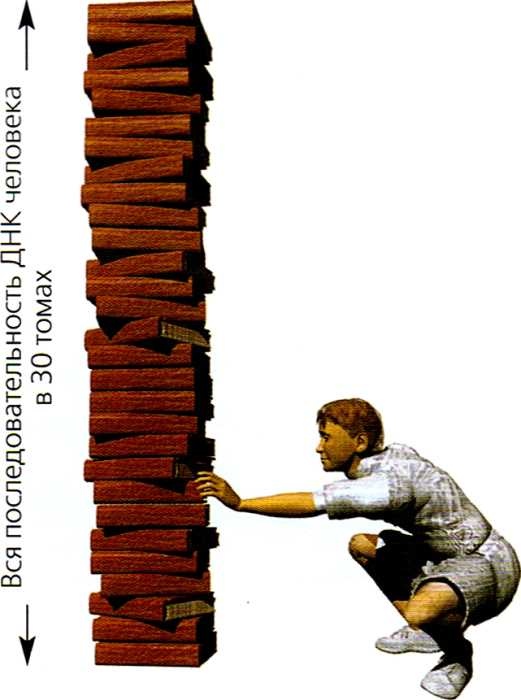 Иллюстрация к книге — Мир в ореховой скорлупке [i_171.jpg]