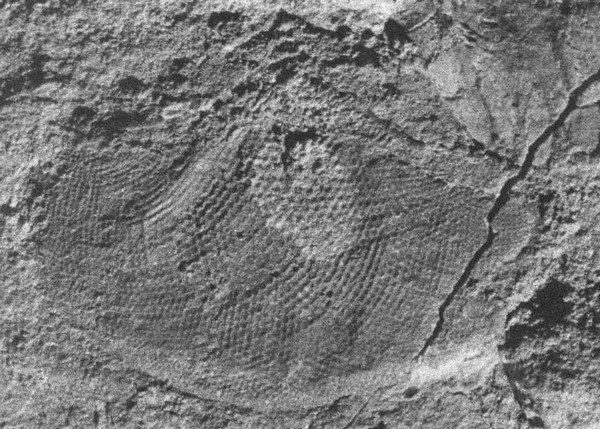 Иллюстрация к книге — Летающие жирафы, мамонты-блондины, карликовые коровы... От палеонтологических реконструкций к предсказаниям будущего Земли [i_004.jpg]