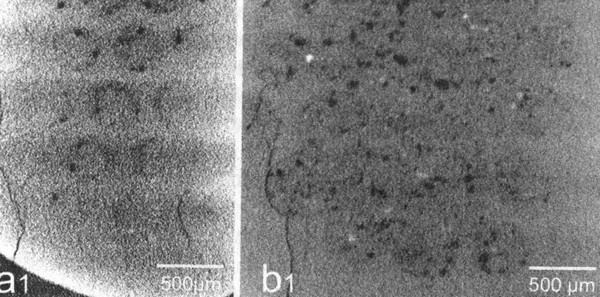 Иллюстрация к книге — Летающие жирафы, мамонты-блондины, карликовые коровы... От палеонтологических реконструкций к предсказаниям будущего Земли [i_005.jpg]