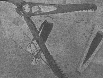 Иллюстрация к книге — Летающие жирафы, мамонты-блондины, карликовые коровы... От палеонтологических реконструкций к предсказаниям будущего Земли [i_013.jpg]