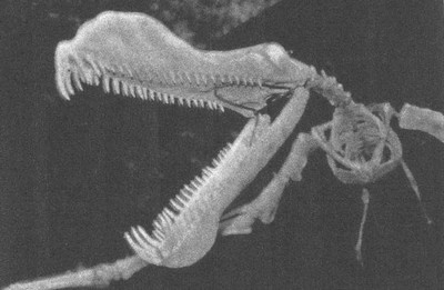 Иллюстрация к книге — Летающие жирафы, мамонты-блондины, карликовые коровы... От палеонтологических реконструкций к предсказаниям будущего Земли [i_014.jpg]