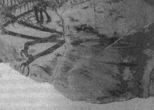 Иллюстрация к книге — Летающие жирафы, мамонты-блондины, карликовые коровы... От палеонтологических реконструкций к предсказаниям будущего Земли [i_019.jpg]