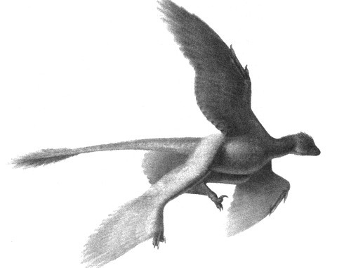 Иллюстрация к книге — Летающие жирафы, мамонты-блондины, карликовые коровы... От палеонтологических реконструкций к предсказаниям будущего Земли [i_020.jpg]