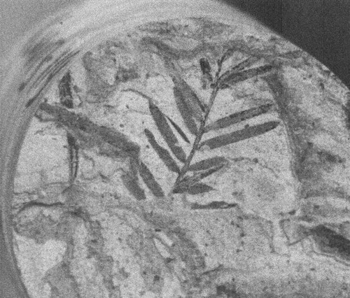 Иллюстрация к книге — Летающие жирафы, мамонты-блондины, карликовые коровы... От палеонтологических реконструкций к предсказаниям будущего Земли [i_022.jpg]