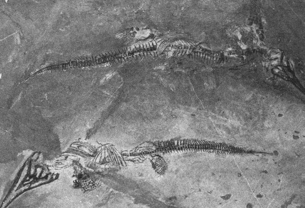 Иллюстрация к книге — Летающие жирафы, мамонты-блондины, карликовые коровы... От палеонтологических реконструкций к предсказаниям будущего Земли [i_024.jpg]