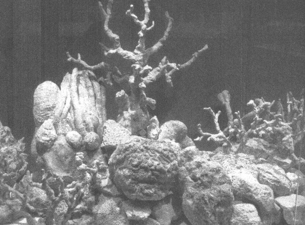 Иллюстрация к книге — Летающие жирафы, мамонты-блондины, карликовые коровы... От палеонтологических реконструкций к предсказаниям будущего Земли [i_025.jpg]