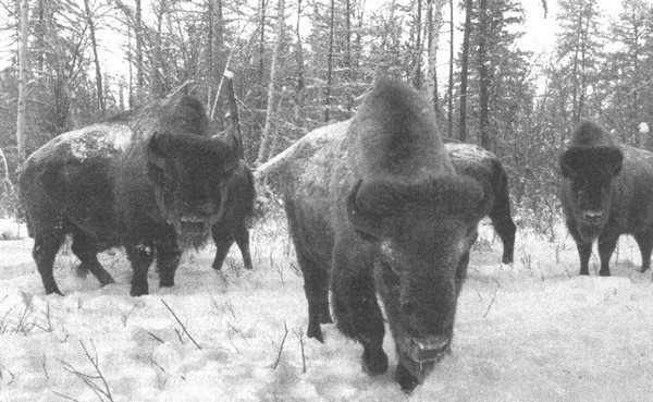 Иллюстрация к книге — Летающие жирафы, мамонты-блондины, карликовые коровы... От палеонтологических реконструкций к предсказаниям будущего Земли [i_027.jpg]