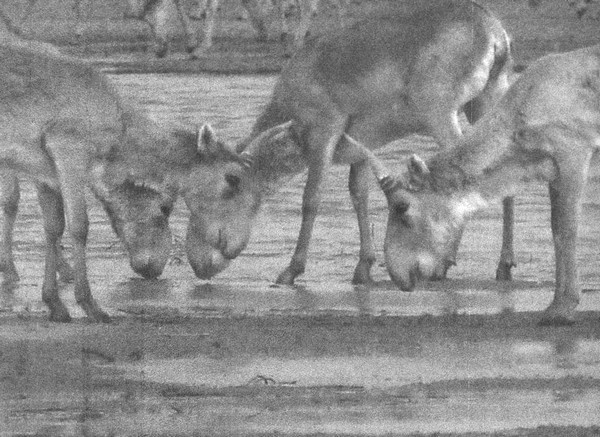 Иллюстрация к книге — Летающие жирафы, мамонты-блондины, карликовые коровы... От палеонтологических реконструкций к предсказаниям будущего Земли [i_029.jpg]