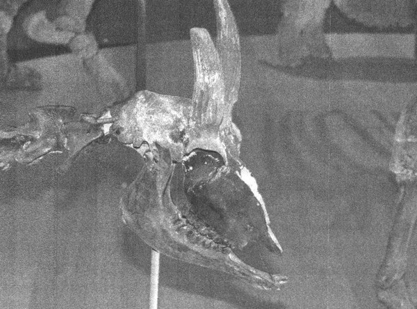 Иллюстрация к книге — Летающие жирафы, мамонты-блондины, карликовые коровы... От палеонтологических реконструкций к предсказаниям будущего Земли [i_030.jpg]