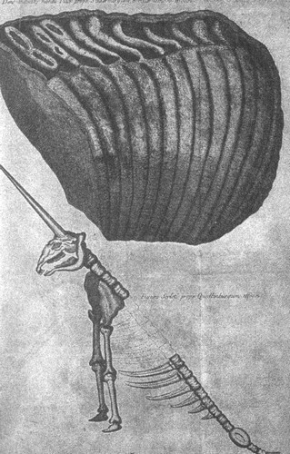 Иллюстрация к книге — Летающие жирафы, мамонты-блондины, карликовые коровы... От палеонтологических реконструкций к предсказаниям будущего Земли [i_031.jpg]