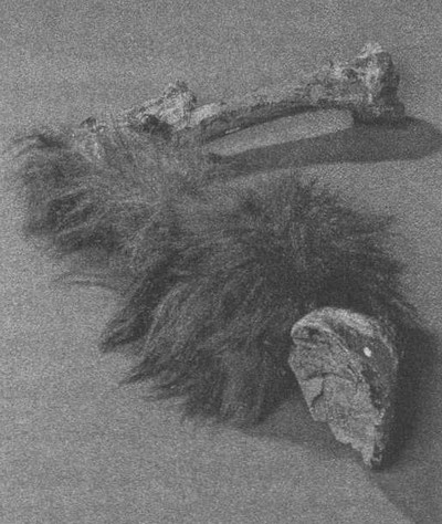 Иллюстрация к книге — Летающие жирафы, мамонты-блондины, карликовые коровы... От палеонтологических реконструкций к предсказаниям будущего Земли [i_042.jpg]