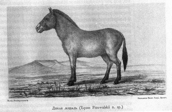 Иллюстрация к книге — Летающие жирафы, мамонты-блондины, карликовые коровы... От палеонтологических реконструкций к предсказаниям будущего Земли [i_044.jpg]