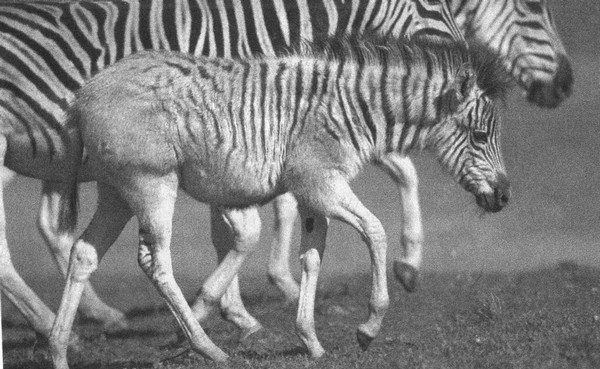 Иллюстрация к книге — Летающие жирафы, мамонты-блондины, карликовые коровы... От палеонтологических реконструкций к предсказаниям будущего Земли [i_046.jpg]