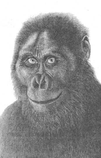 Иллюстрация к книге — До и после динозавров [austral.jpg]