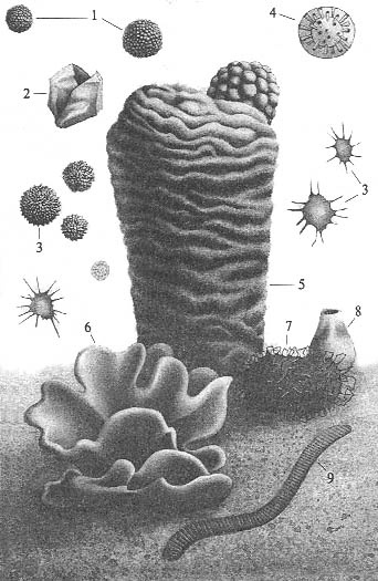 Иллюстрация к книге — До и после динозавров [dokembr.jpg]