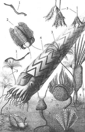 Иллюстрация к книге — До и после динозавров [ordovik.jpg]