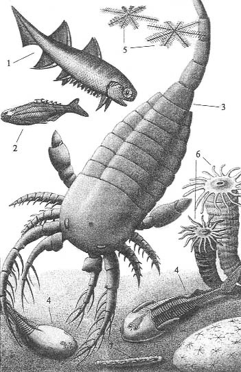 Иллюстрация к книге — До и после динозавров [silur.jpg]