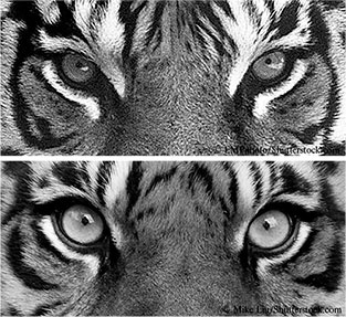 Иллюстрация к книге — Стой, кто ведет? Биология поведения человека и других зверей [i_012.jpg]