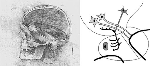 Иллюстрация к книге — Стой, кто ведет? Биология поведения человека и других зверей [i_015.jpg]