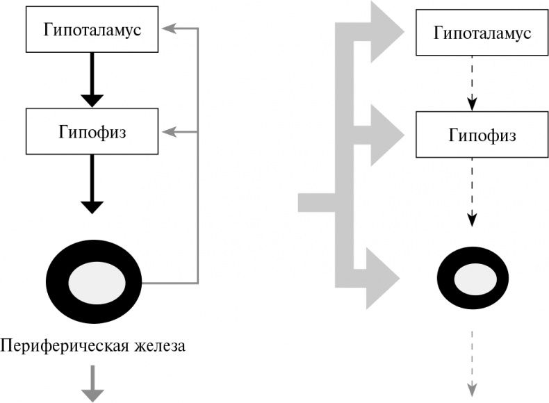 Иллюстрация к книге — Стой, кто ведет? Биология поведения человека и других зверей [i_025.jpg]