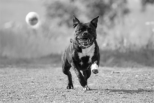 Иллюстрация к книге — Стой, кто ведет? Биология поведения человека и других зверей [i_032.jpg]