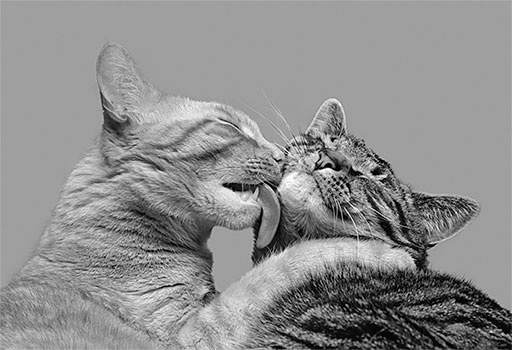 Иллюстрация к книге — Стой, кто ведет? Биология поведения человека и других зверей [i_061.jpg]