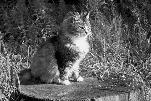 Иллюстрация к книге — Стой, кто ведет? Биология поведения человека и других зверей [i_107.jpg]