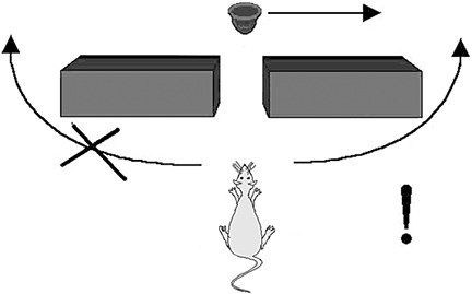 Иллюстрация к книге — Стой, кто ведет? Биология поведения человека и других зверей [i_116.jpg]